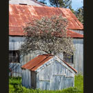 Tomales village Spring light