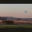 Departing to roost