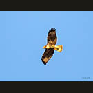 Hungry hawk huting the meadow
