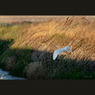 Cautious crane takes flight