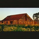 Barn in field of mustard, now hidden by grove of olive trees, on Arnold Road