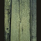 Green grain on redwood shed