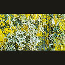 Lichen Forest with Fly - detail on 4x5 film