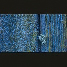 Little cabbage in blue - detail on 4x5 film