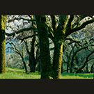 Mossy oaks in Spring