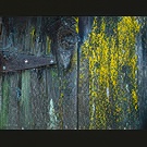 Tamba's web