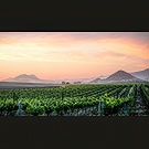 Edna Valley sunset