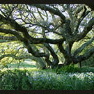 Stubbs' Tree