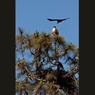 Raging raven harrying haughty hawk