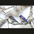 Spring pairing