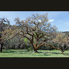 Meadow oak in Spring