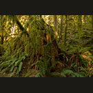 Snookumchuck forest