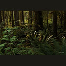 Snookumchuck forest