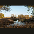 Colusa NWR