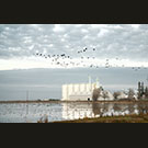 Fattened geese take wing