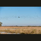 Sandhill Crane and Co.