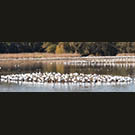 googleplex of gaggled geese