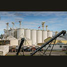 Lundberg rice plant