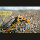 Seeder Snake in the grass