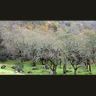 Freshly scrubed oaks