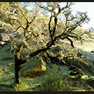 Green glen