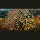 Burning Tree
