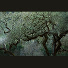 Witches' woods