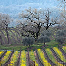 Bare oaks over bushing olives