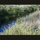 Spring weeds in the ditch