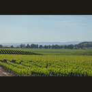 Salinas Valley vineyards