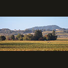 Poppy Cottage across Havner Vineyards