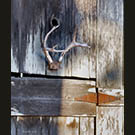 Deer over door