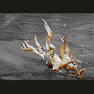 Barkless bones boiled in mud