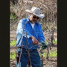 Pruning master class