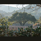 Ancient Amista oak in Dry Creek