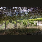 Twisted Oak Vineyards