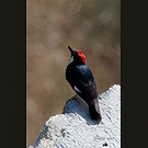 Red capped woodpecker