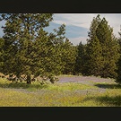 Fairplay forest view
