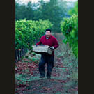 Harvesting is even harder than it looks