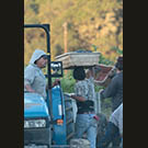 Run to the tractor bin, run back to the vine