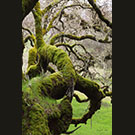 Elephant tree
