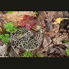 Lichen shell