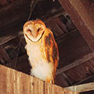 Fledging Barn Owl