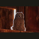 Soon -to-be Great Horned Owl