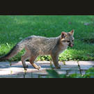 Brave little fox kit