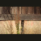 Bernier barn with weed