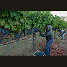 Prolific vines meet their raison d'tre