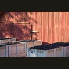 Ready to make a thousand cases of fine Dry Creek red