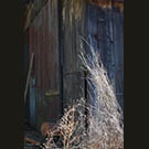 Brilliant burning bush