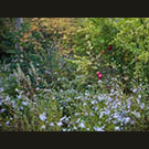 Poppy Cottage pomegranaets